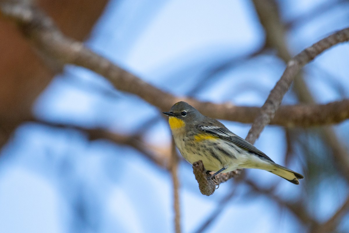 Yellow-rumped Warbler (Audubon's) - ML376380181