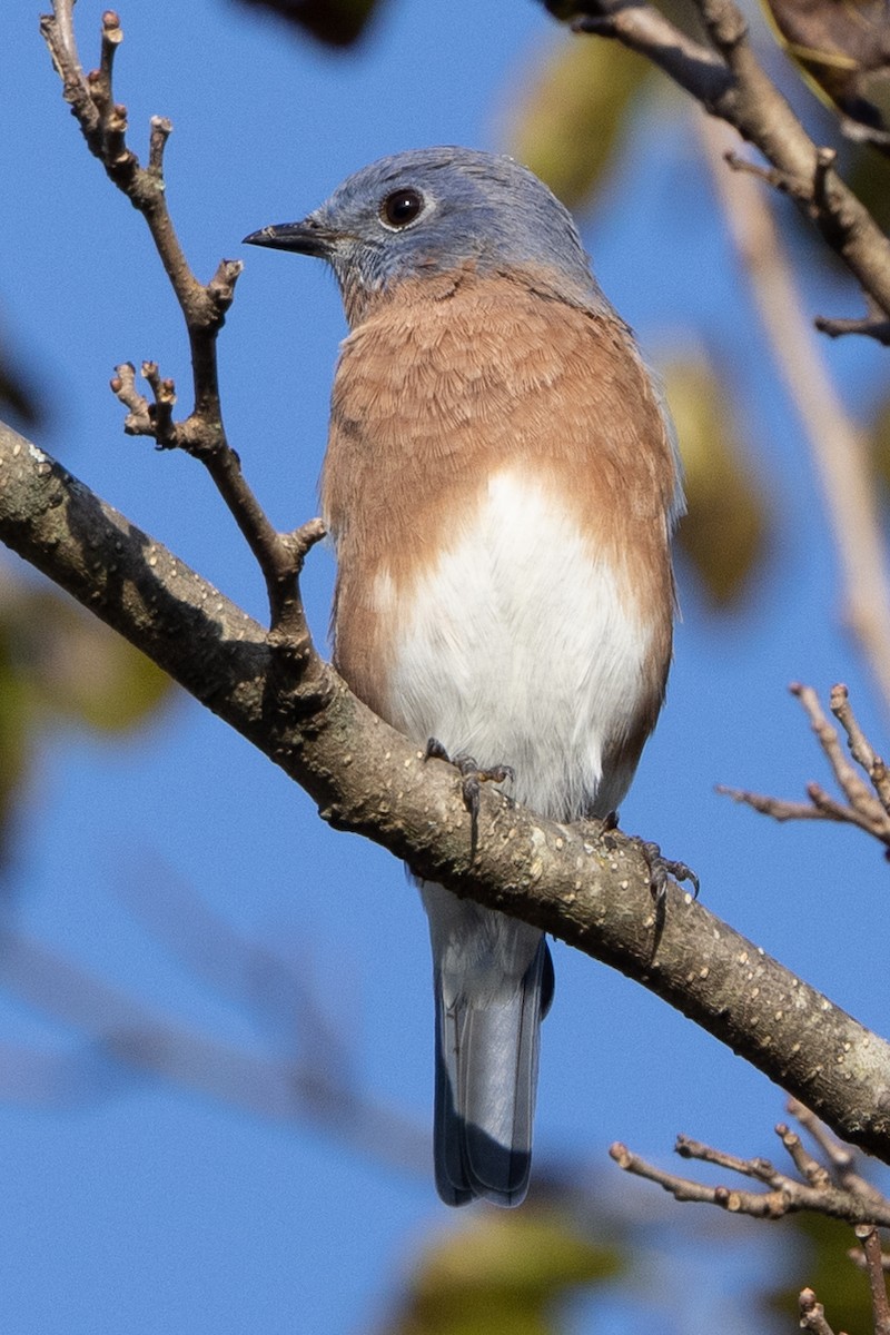 Eastern Bluebird - Evelyn Ralston