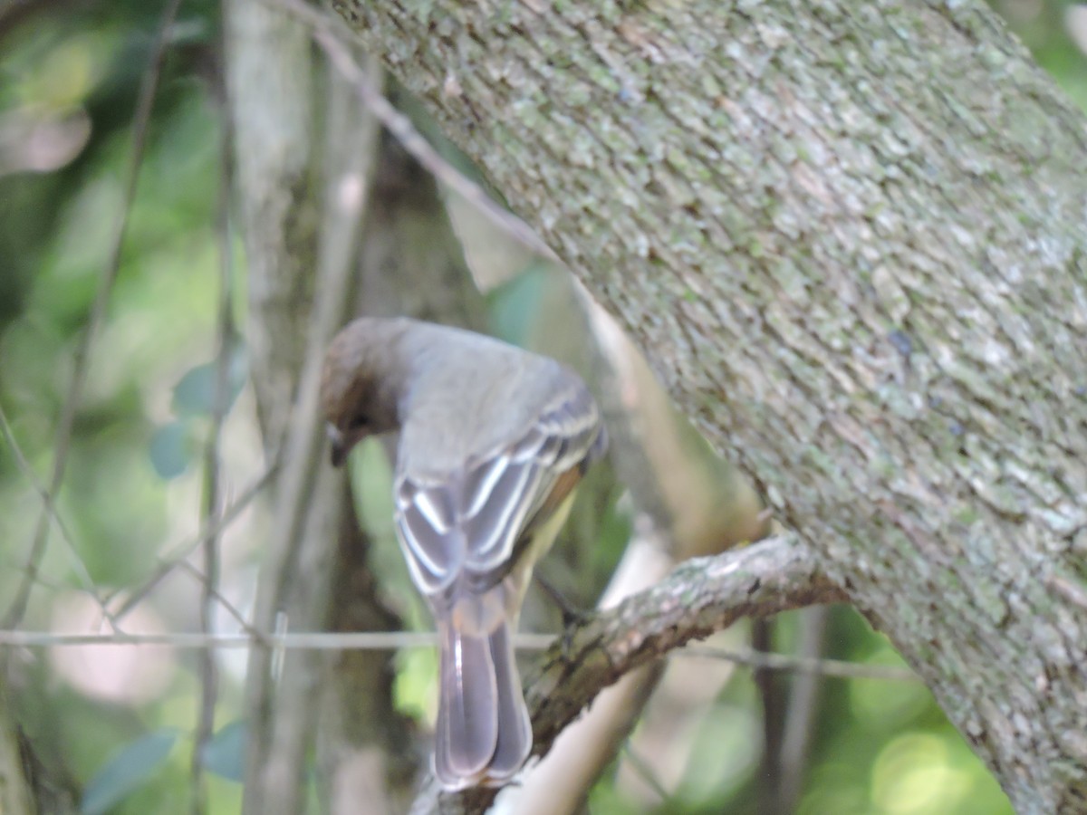 Short-crested Flycatcher - ML376380881