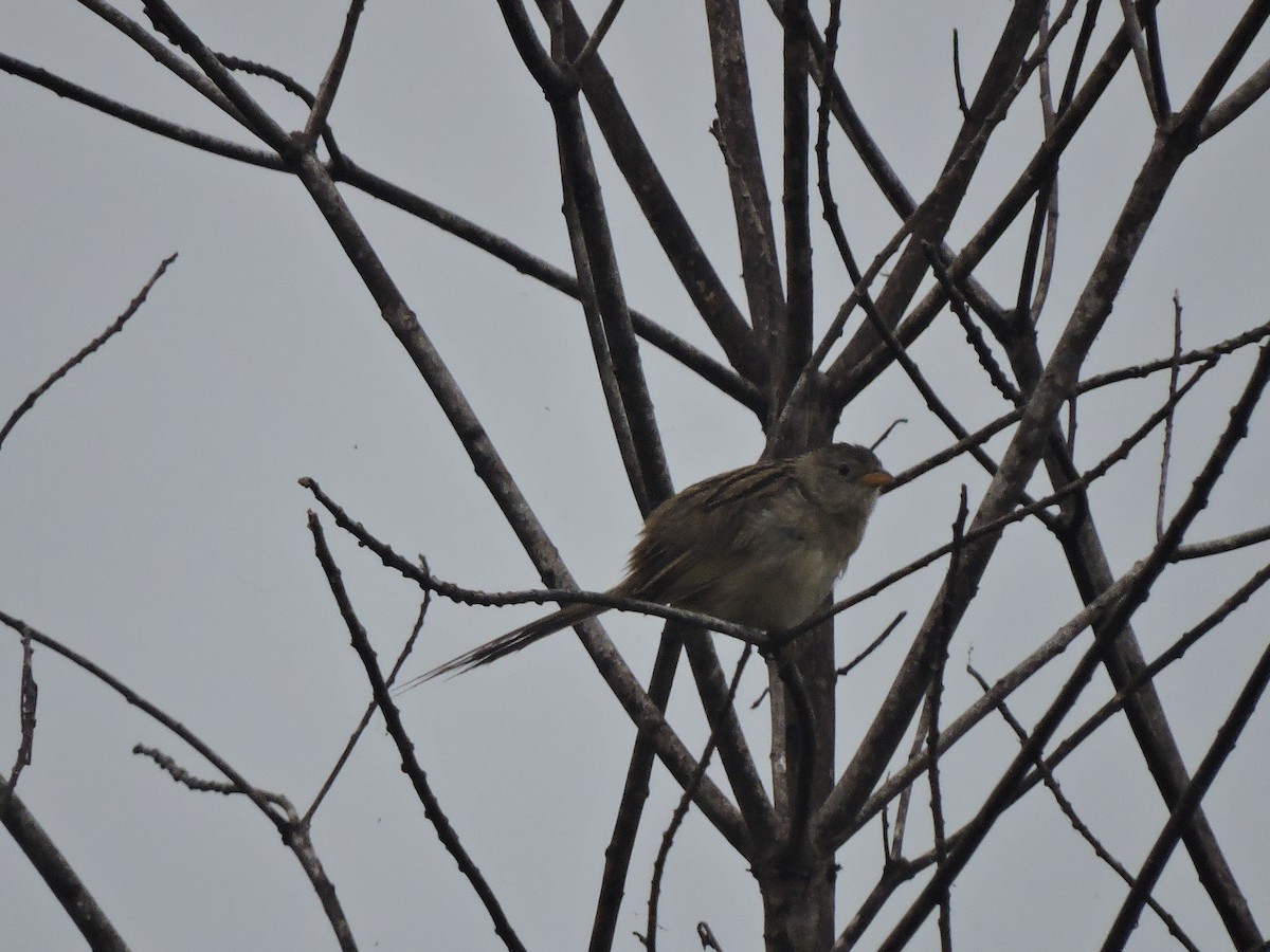 Lesser Grass-Finch - ML376381621