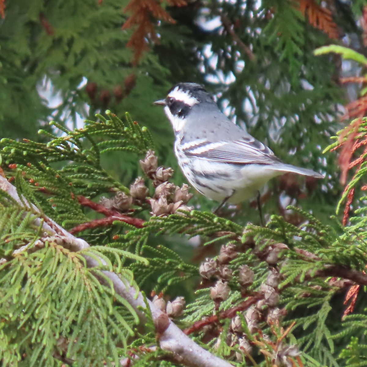 Black-throated Gray Warbler - Jan Drury