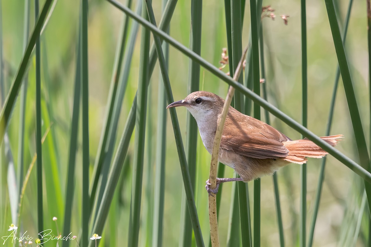 Curve-billed Reedhaunter - ML376383841