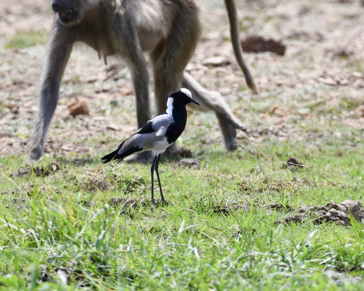 Blacksmith Lapwing - ML376384771