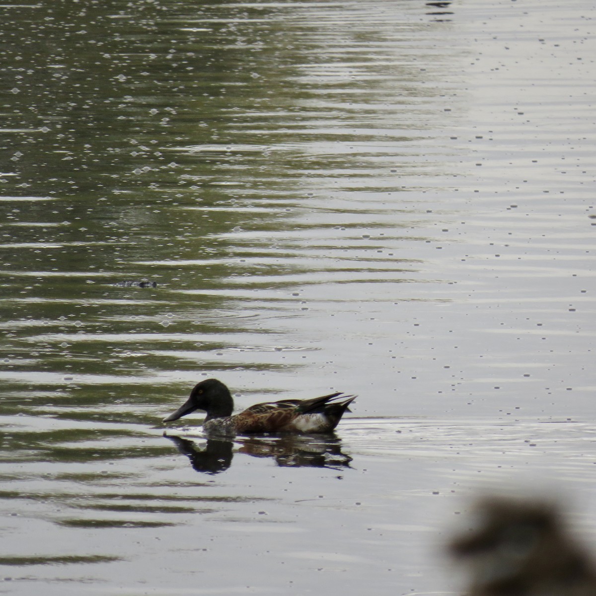 Northern Shoveler - Matthew Carr