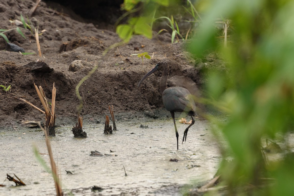 Glossy Ibis - ML376386581