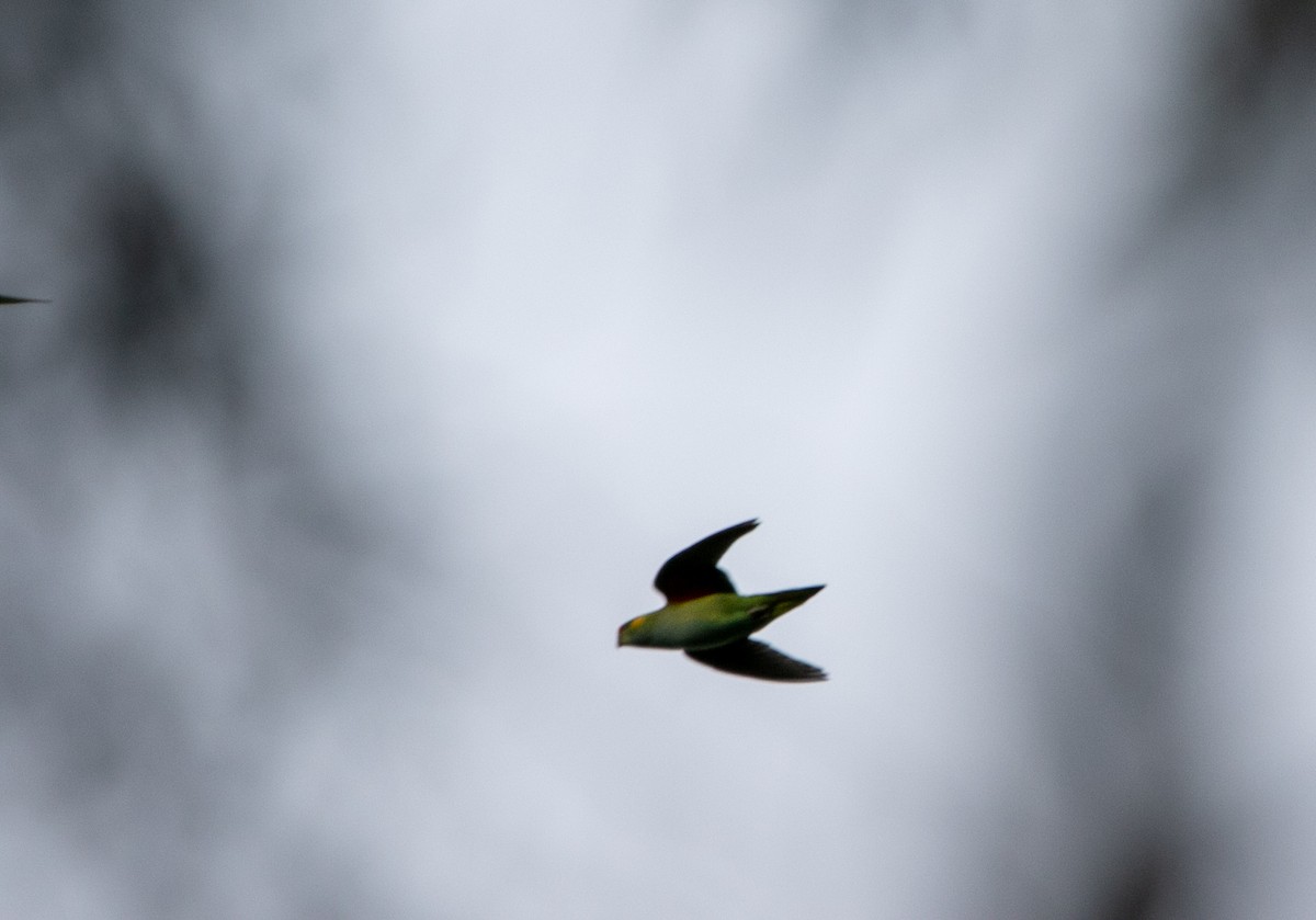 Purple-crowned Lorikeet - ML376387071