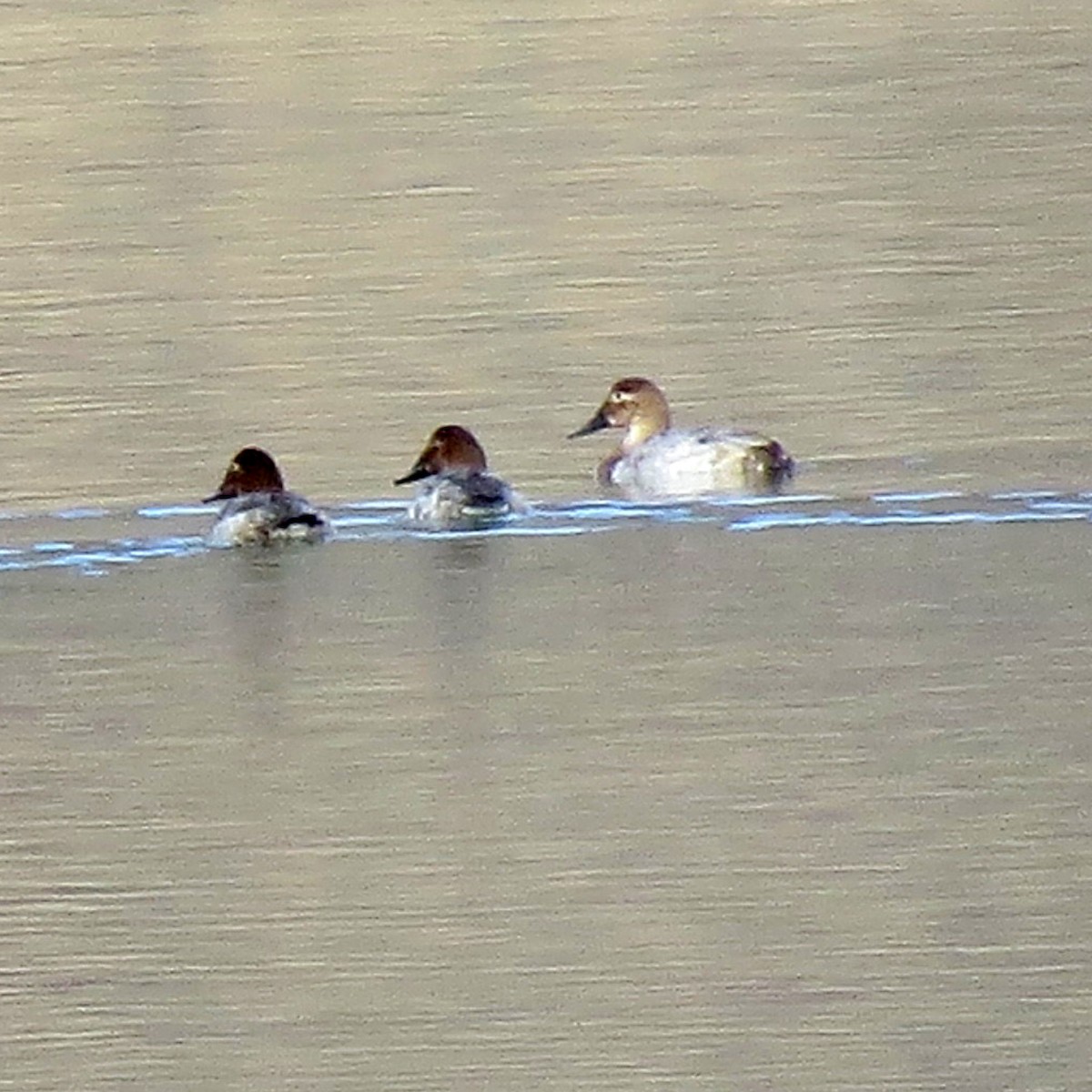 Canvasback - ML376387111