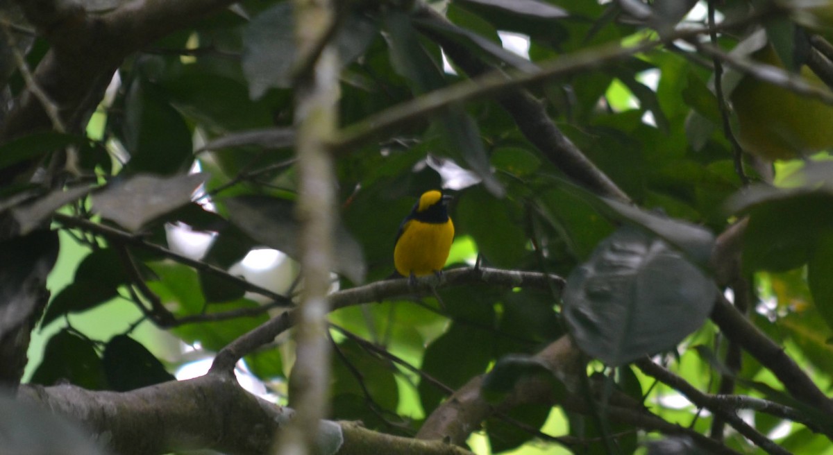 Yellow-crowned Euphonia - ML376387391