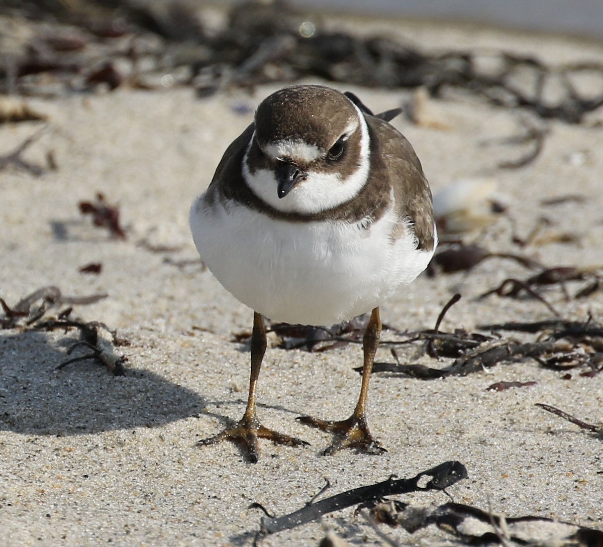 Semipalmated Plover - ML37638741