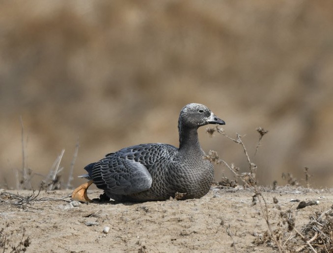 Emperor Goose - ML376388021