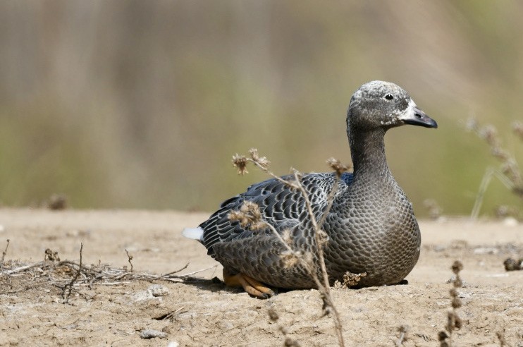 Emperor Goose - ML376388151