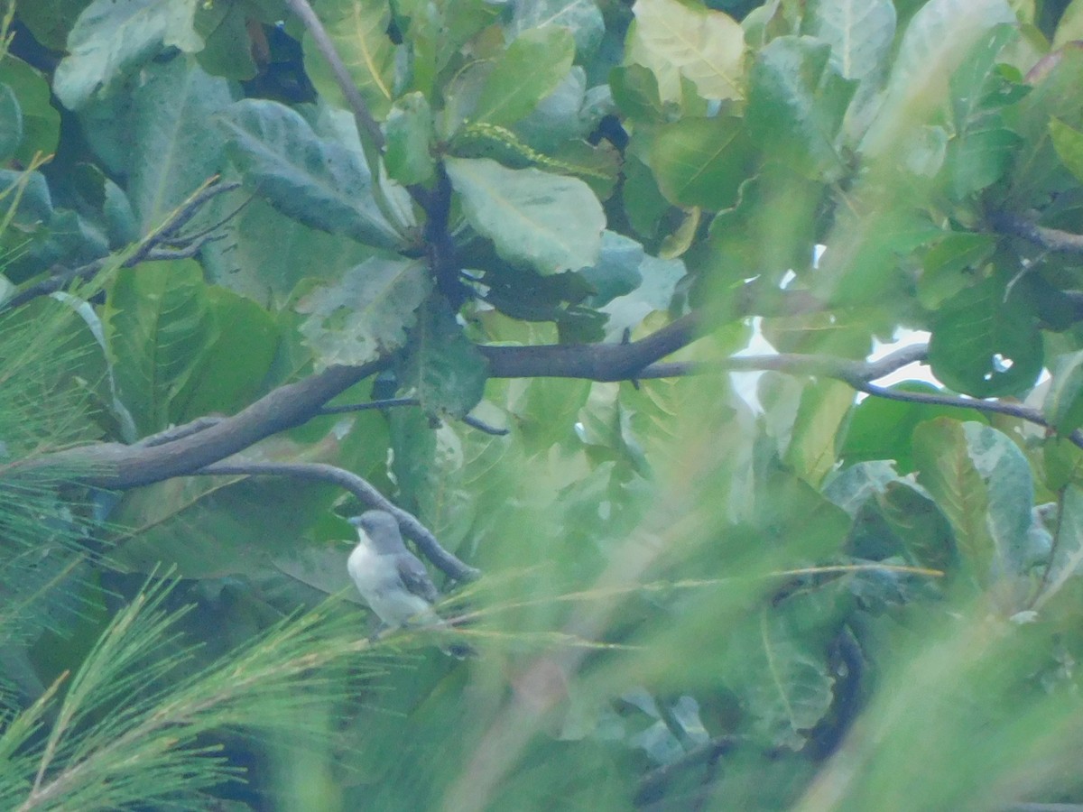 Gray Kingbird - Ajhermae  White