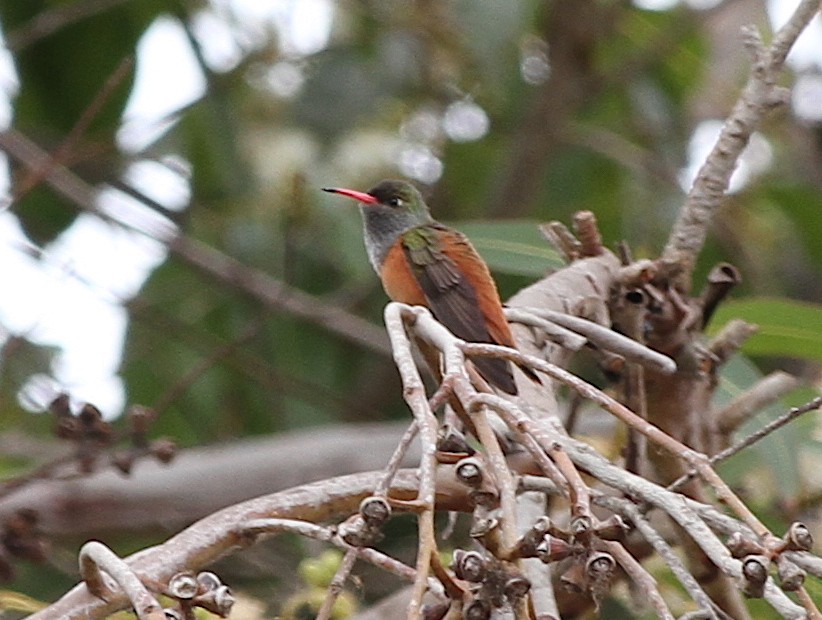 Amazilia Hummingbird - ML376389891