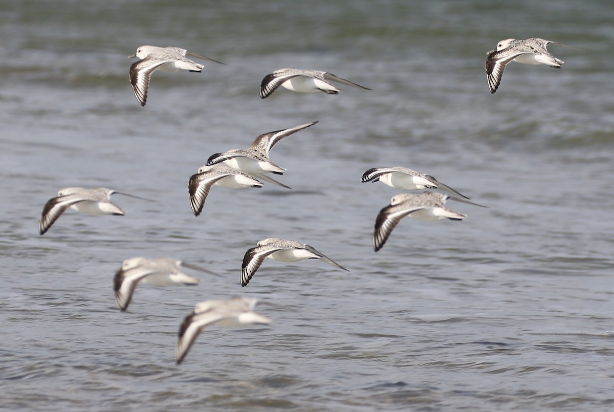 Sanderling - ML37639081