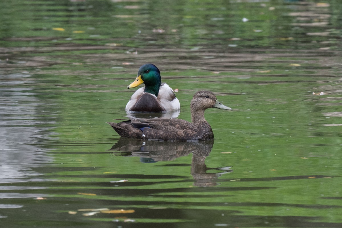 American Black Duck - ML376390861