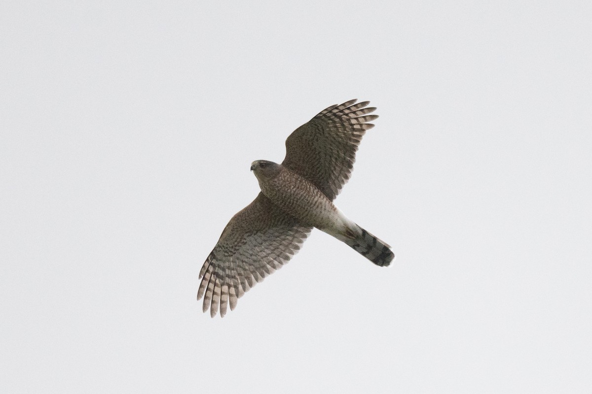 Cooper's Hawk - ML376391031