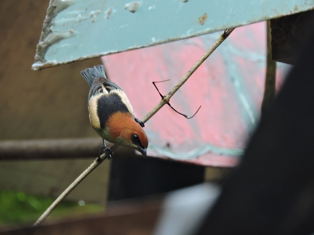 Black-backed Tanager - Fabio Barata