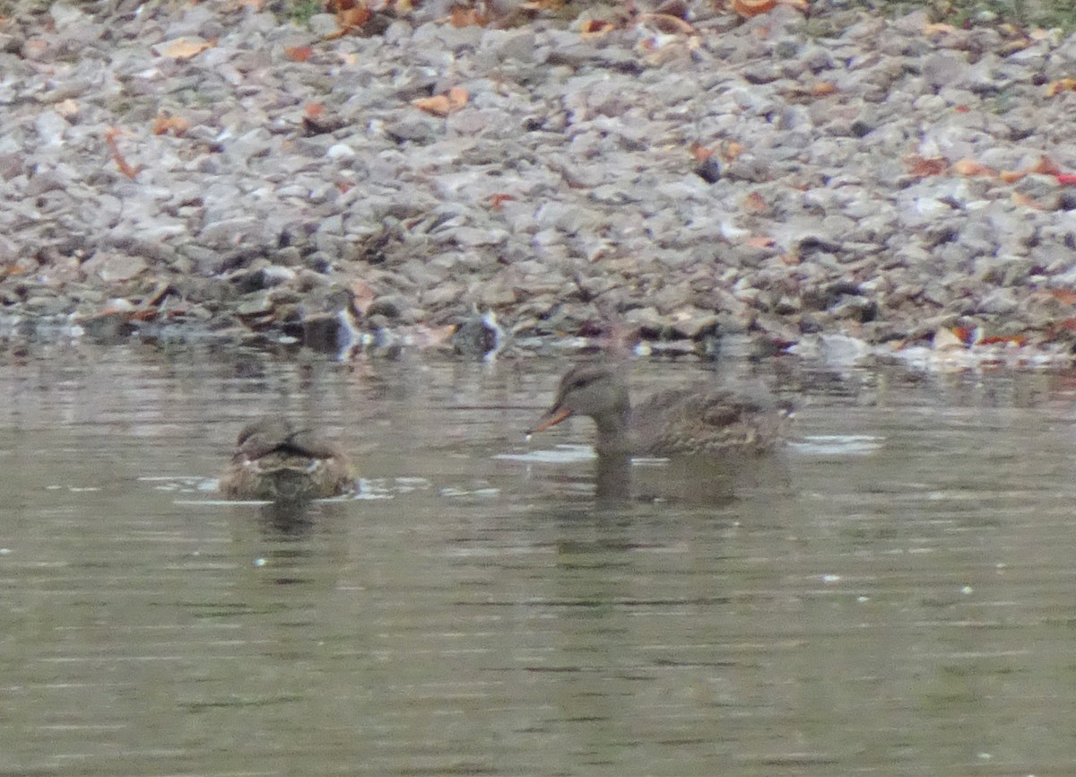 Gadwall - ML376395381