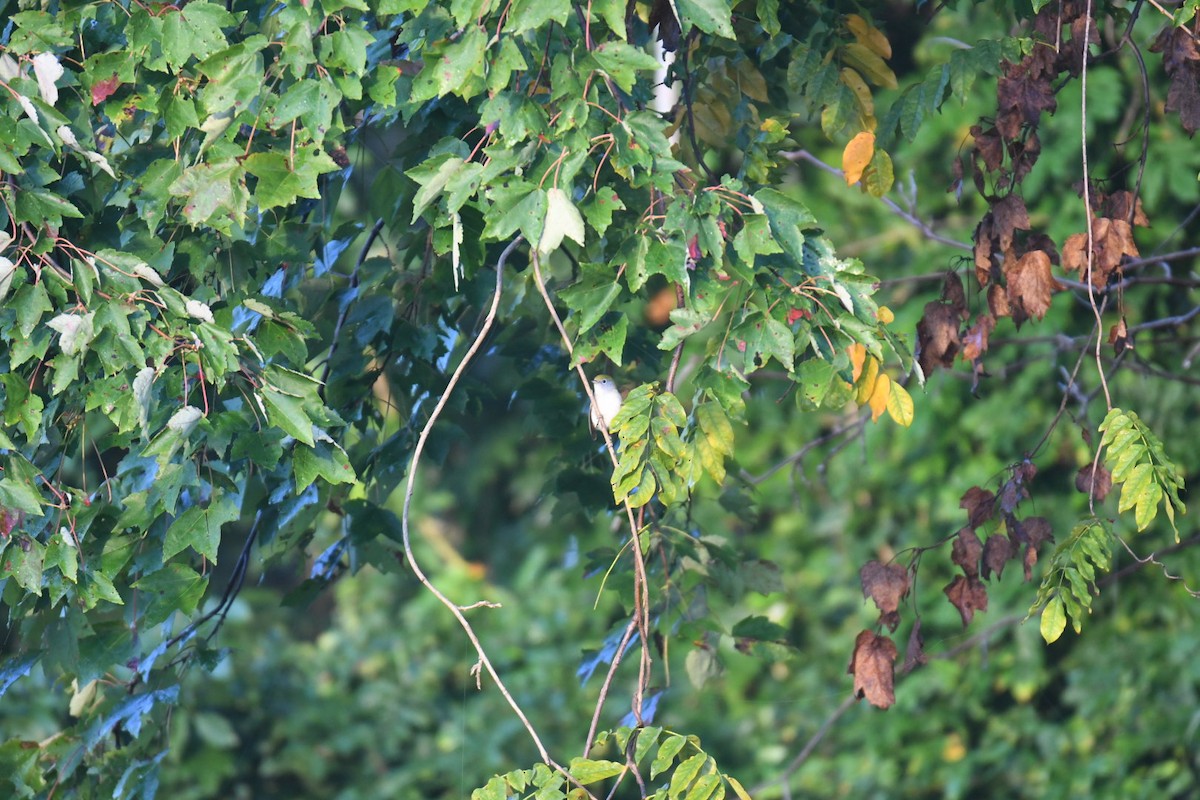 Chestnut-sided Warbler - ML376396271