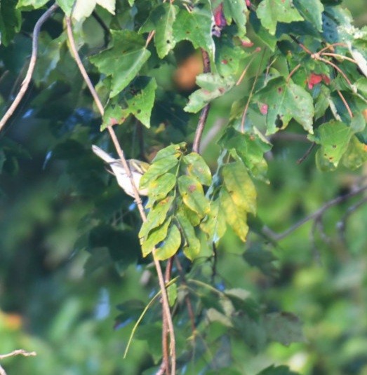 Chestnut-sided Warbler - ML376397171