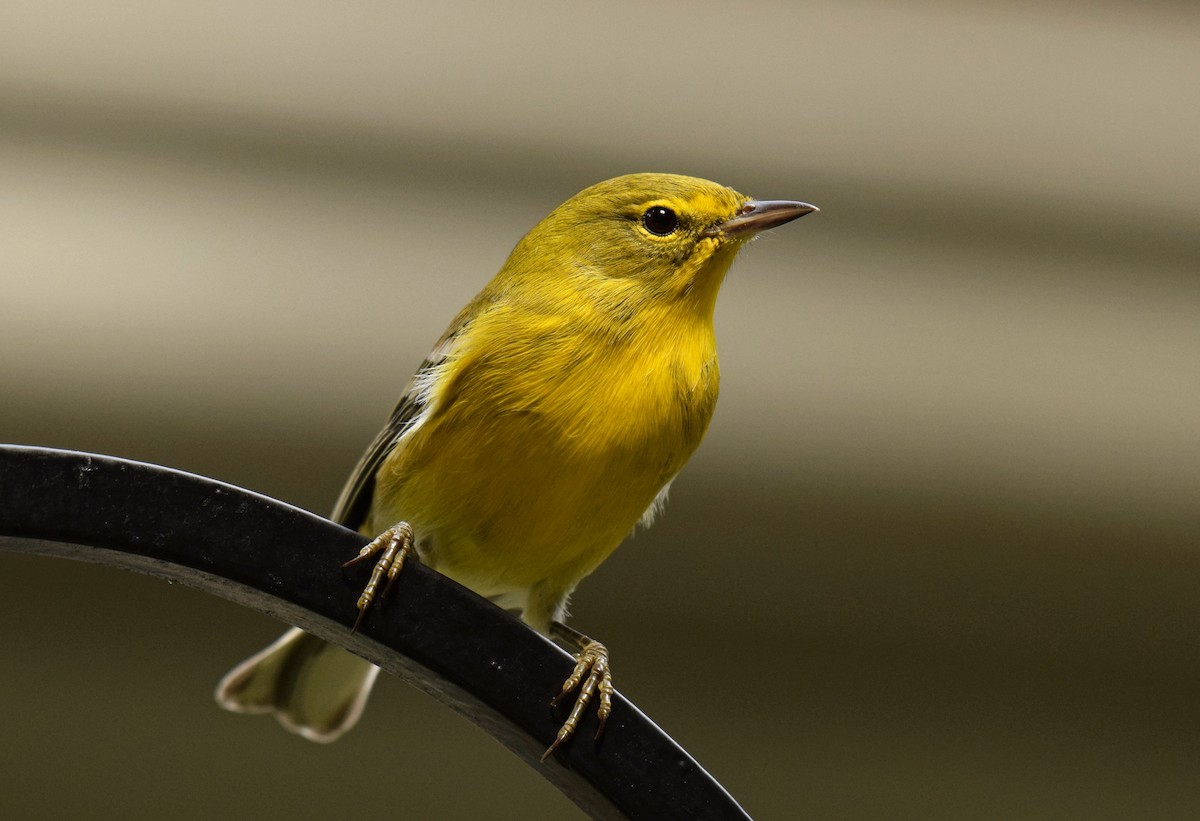 Pine Warbler - ML376398361