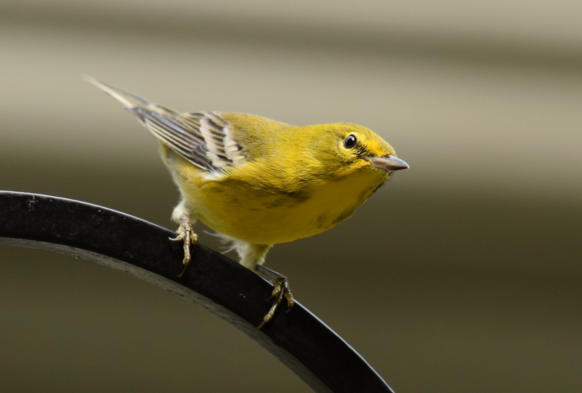 Pine Warbler - ML376398431