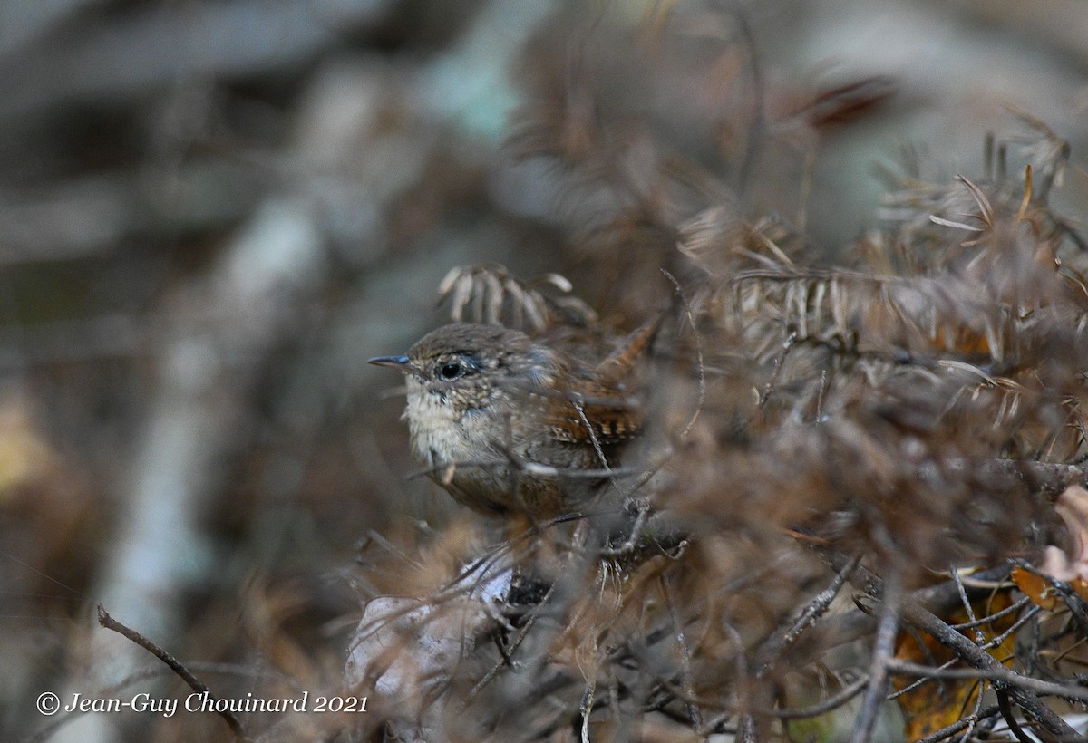 Winter Wren - ML376398691