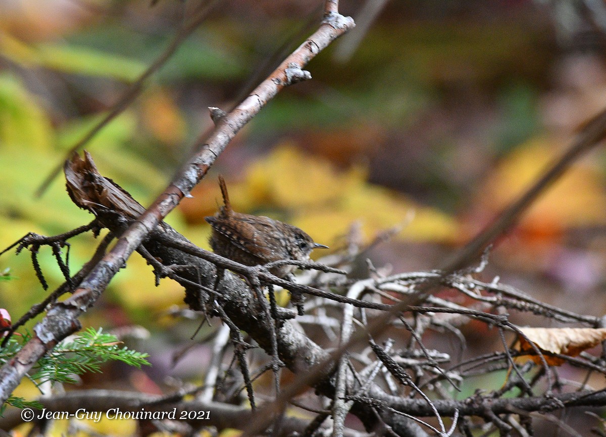 Winter Wren - ML376398701