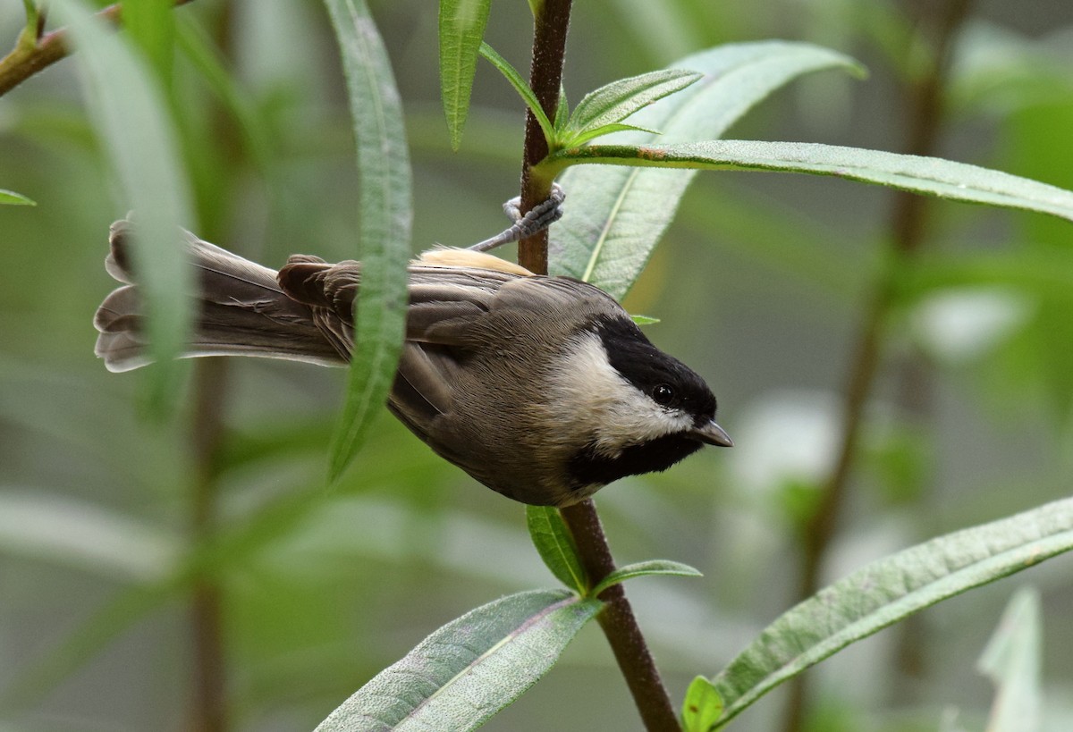 Carolina Chickadee - ML376398741