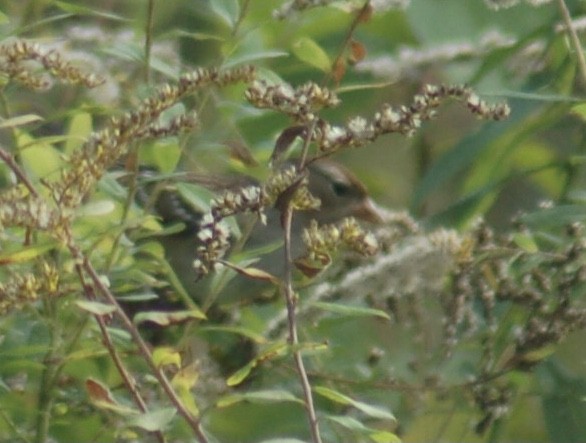 Lincoln's Sparrow - ML376399271