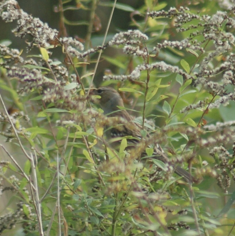 Lincoln's Sparrow - ML376399281