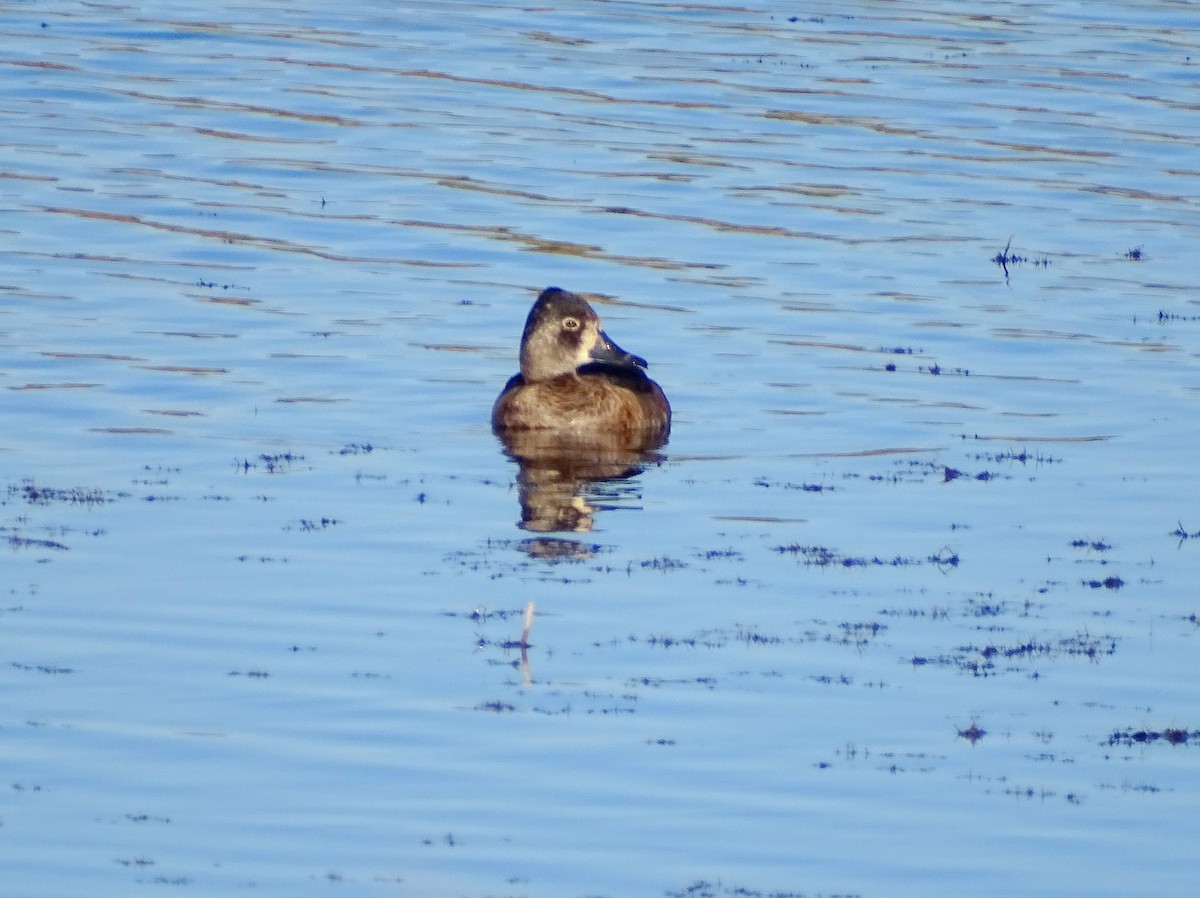 Ring-necked Duck - Paul Foth
