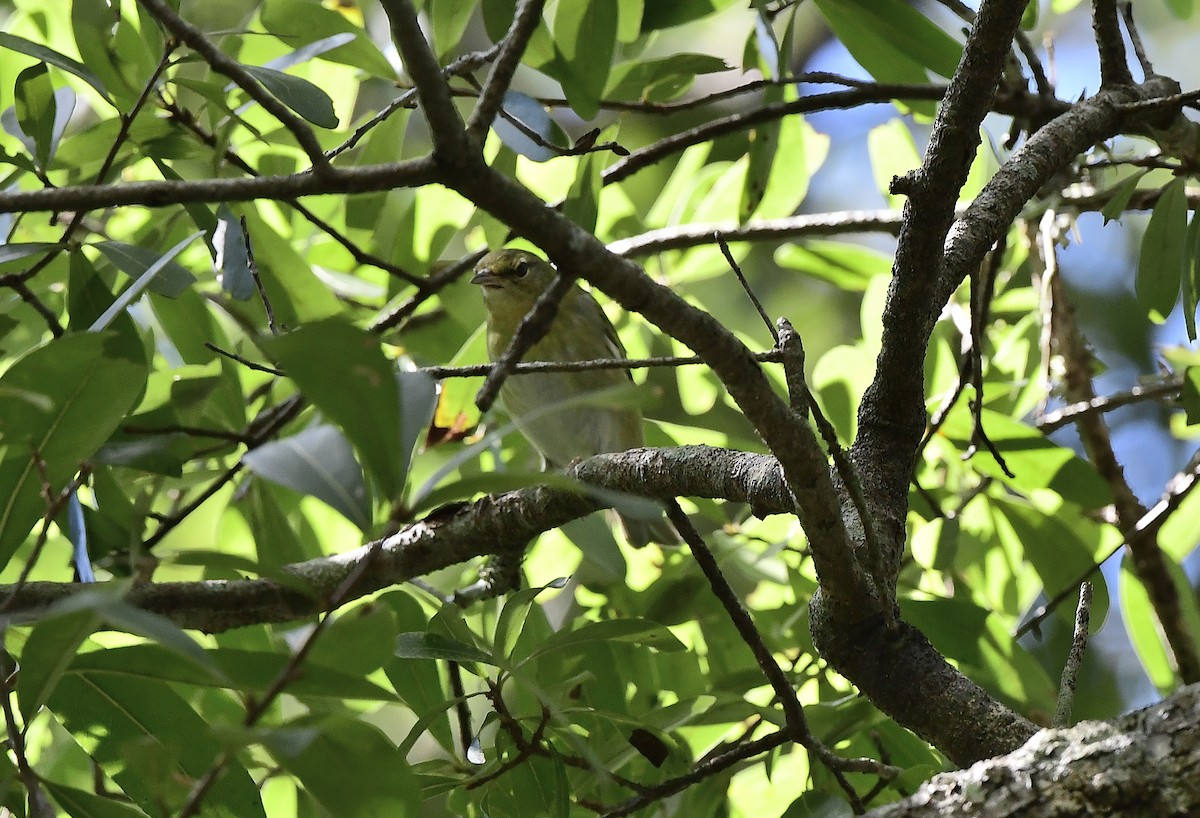 Tennessee Warbler - ML376399921