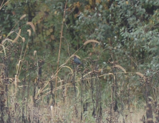 Brown-headed Cowbird - ML376400191