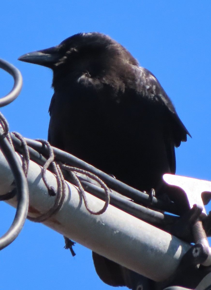 American Crow - ML376400361