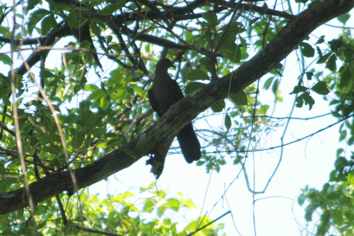 Plumbeous Pigeon - ML376400371
