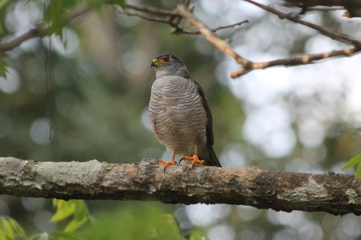 Tiny Hawk - ML376400551