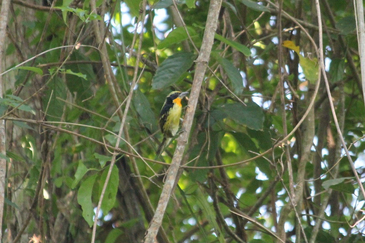Gilded Barbet - Suzanne Vargas