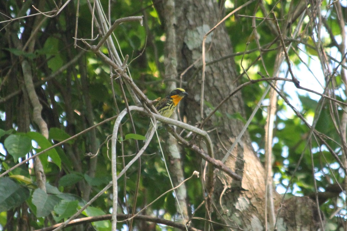 Gilded Barbet - Suzanne Vargas