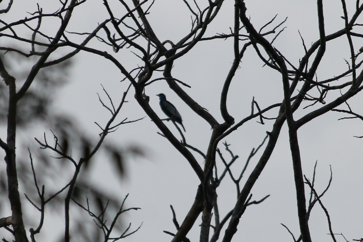 Bare-necked Fruitcrow - ML376400891