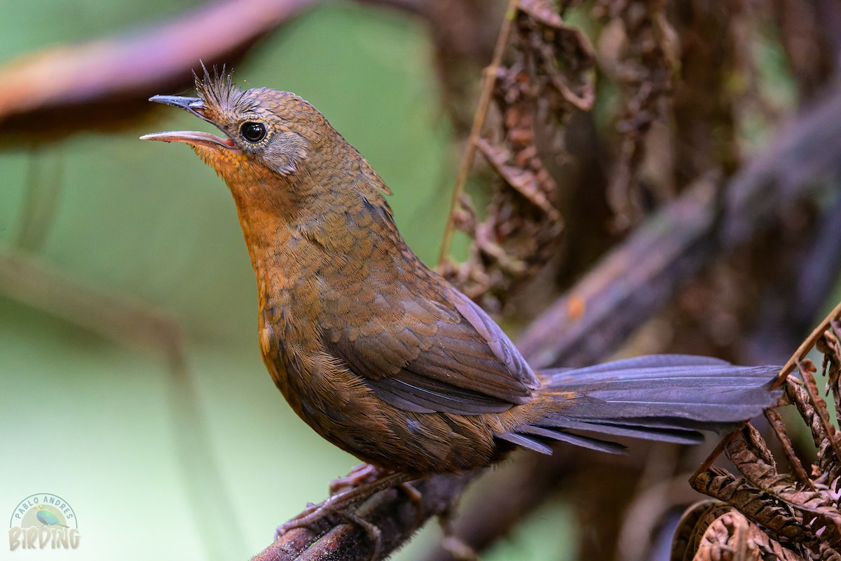 Slaty Bristlefront - ML376400921