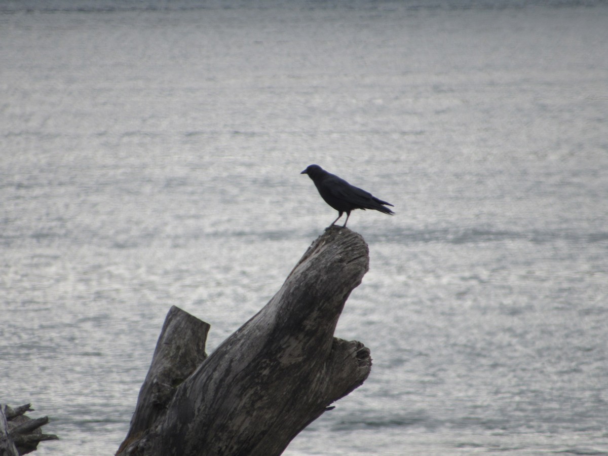 American Crow - ML376400981