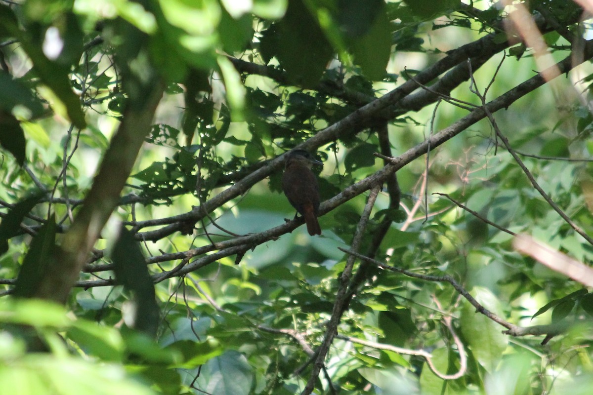 Crested Becard - ML376401091