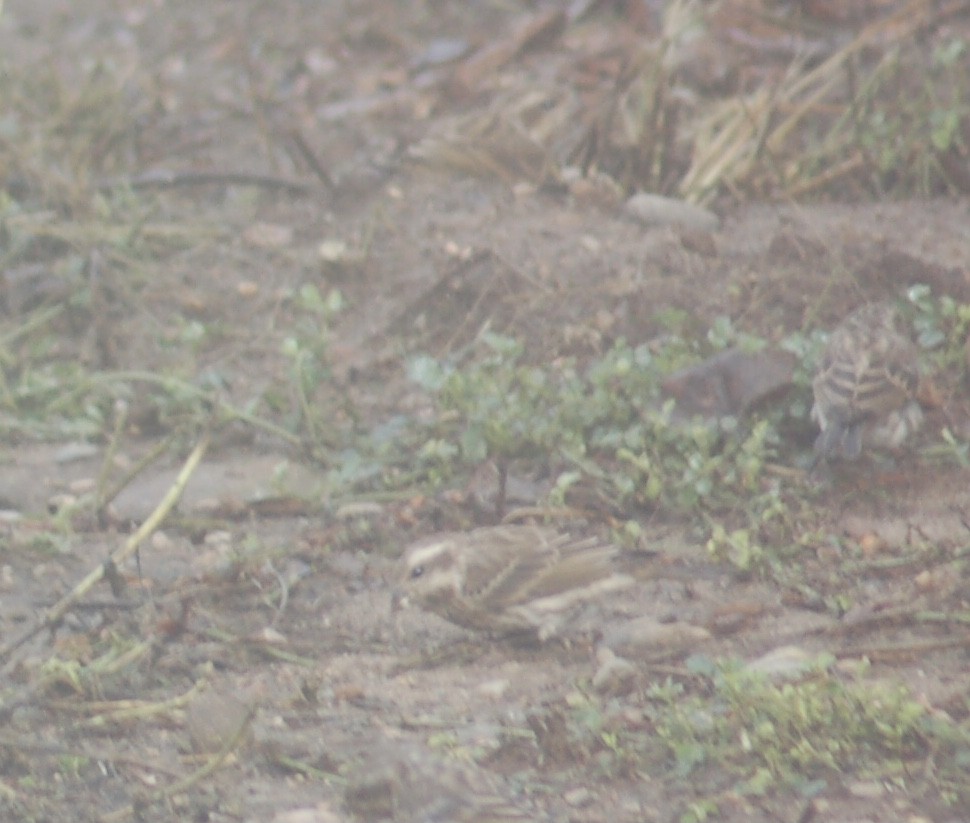 Purple Finch - ML376401151