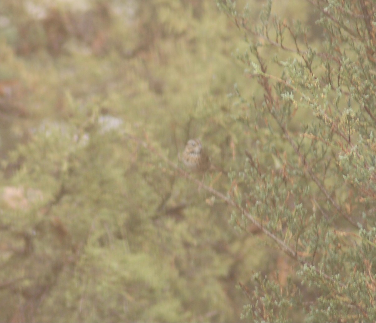 Lincoln's Sparrow - ML376401351