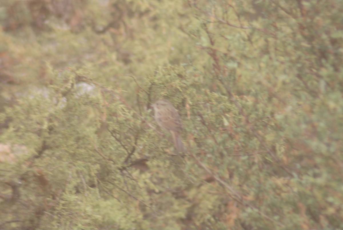 Lincoln's Sparrow - ML376401361