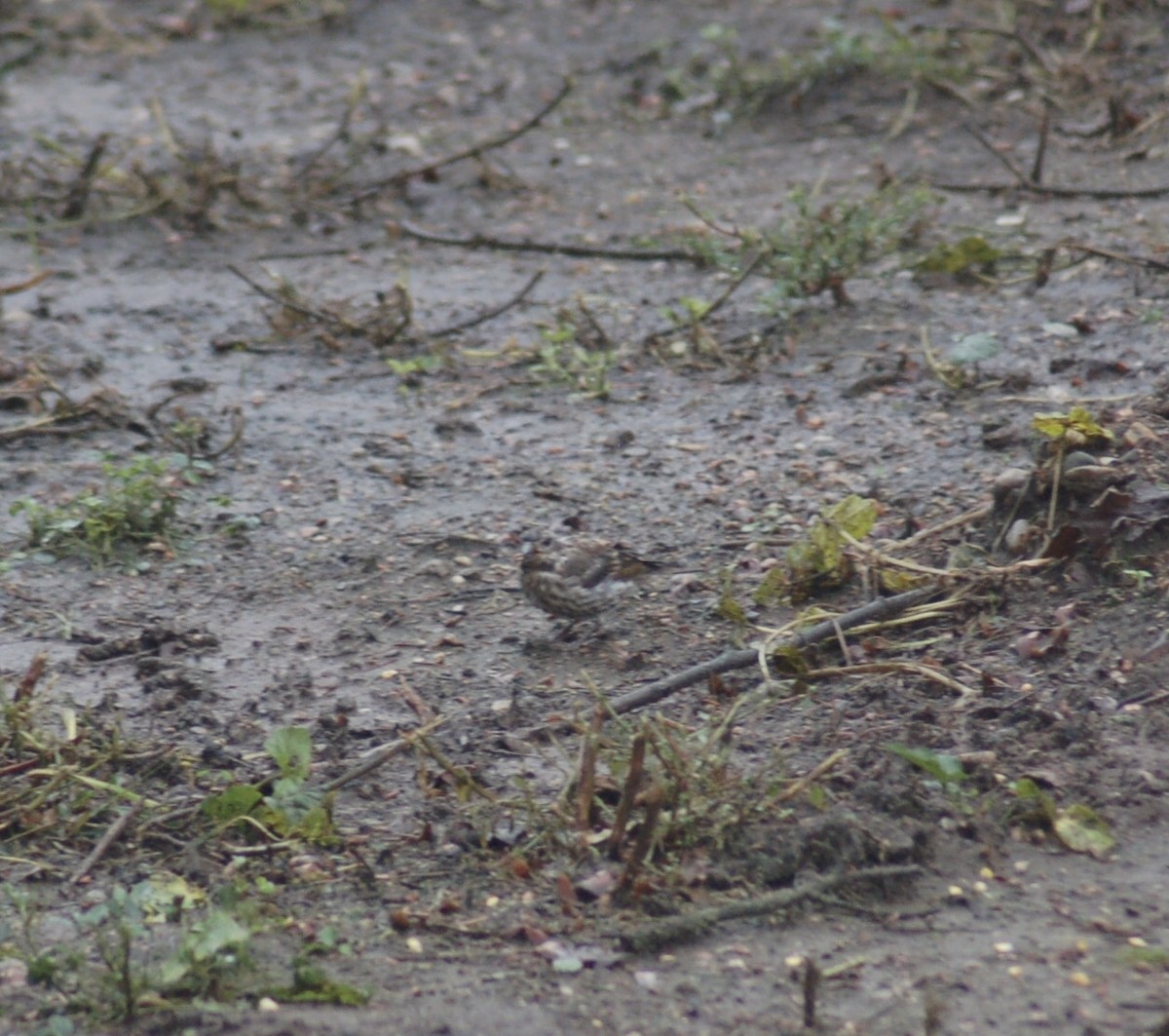 Purple Finch - ML376403371