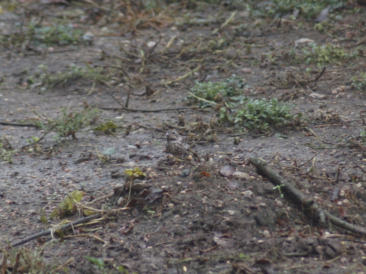 Purple Finch - ML376403381