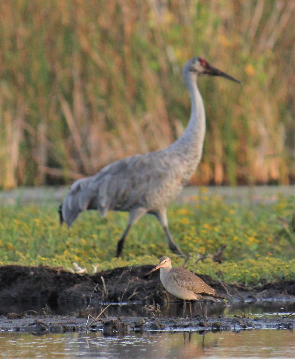 Hudsonian Godwit - ML376404921