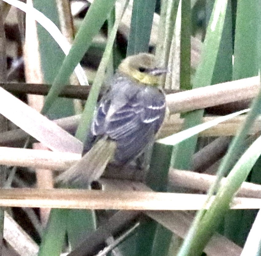 Orchard Oriole - ML376405821